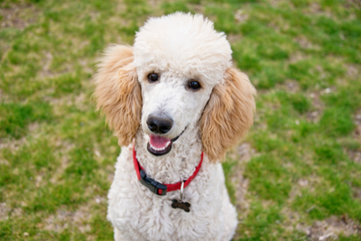 Poodle (Standard) Lifespan and Health Issues
