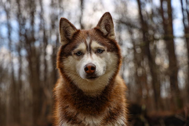 Husky Life Expectancy and Health Problems
