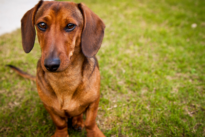Dachshund Lifespan and Common Health Issues