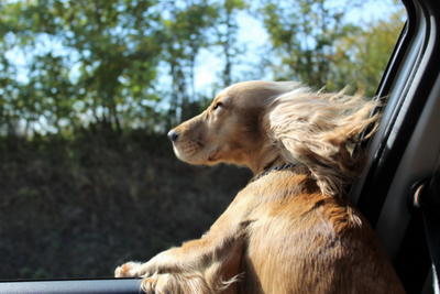 11 Summer Dog Travel Essentials