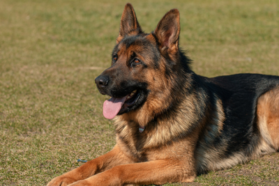 How Long Do German Shepherds Live? Life Expectancy & Health Issues