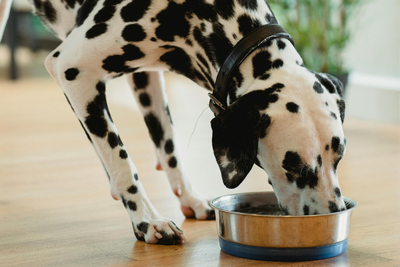 How to Transition Your Pet to a New Food