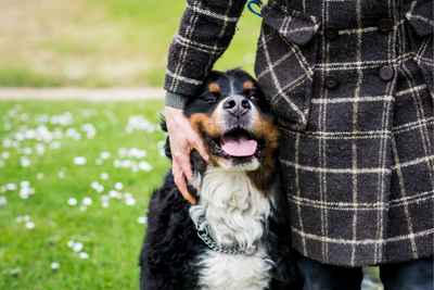 Bernese Mountain Dogs Health Issues