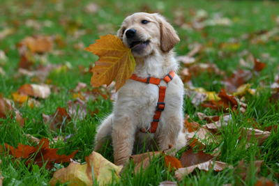 Can Eating Leaves Make Dogs Sick? What Pet Parents Should Know This Fall