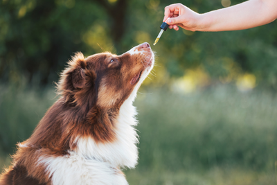 How Do Terpenes Affect Dogs?