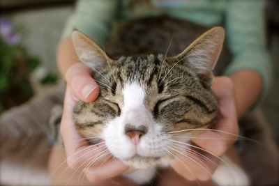 Cat Heart Health: How to Support Your Cat’s Heart for Long-Term Wellness