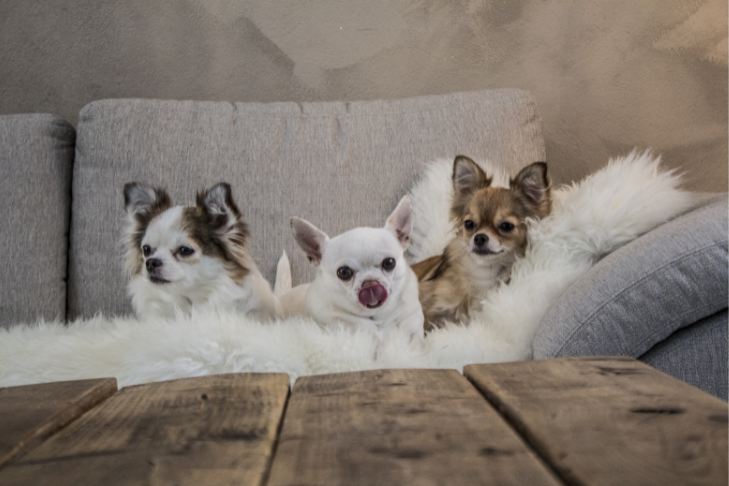 three chihuahuas laying on the couch together
