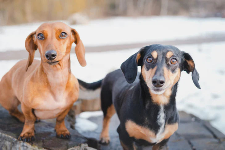two dachshund dogs look surprised standing on a sidewalk beside snow