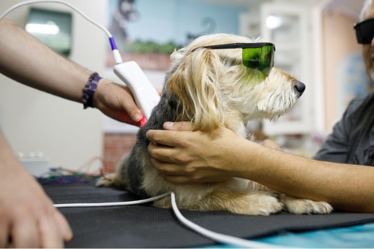 The Benefits of Cold Laser Therapy for Pets