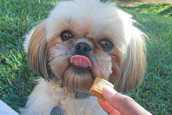puppy dog with edibite cbd hemp chew