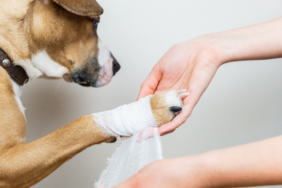 Can You Use Hydrogen Peroxide On Dogs?