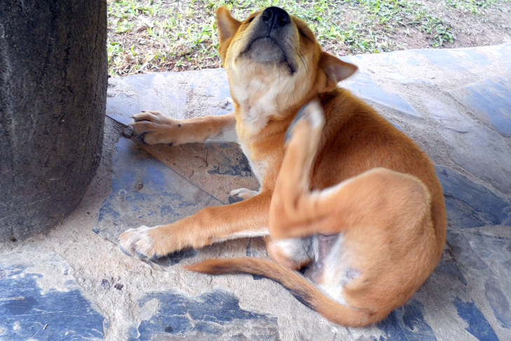 The Most Common Dog Allergies and How to Treat Them