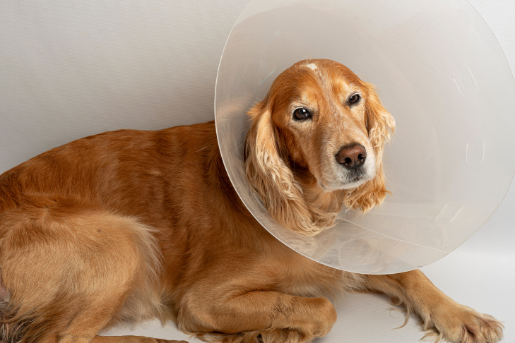 dog in cone after spay/neuter surgery