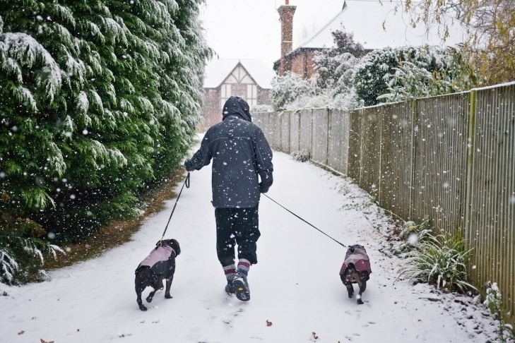 dogs on a walk in the snow during the winter time
