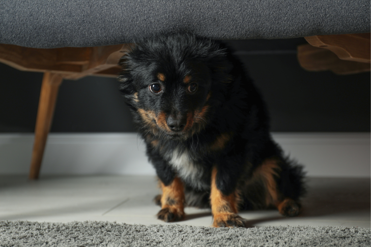 stressed out dog