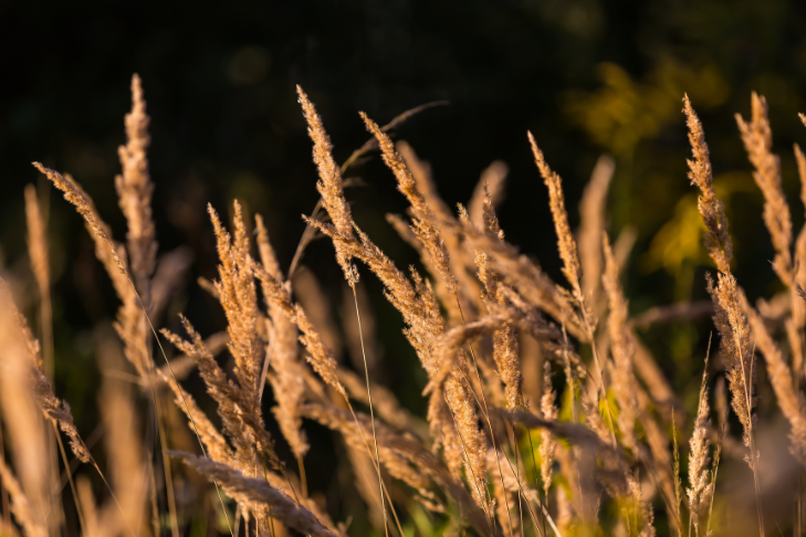 Understanding Foxtail Risks for Dogs and How to Prevent Them