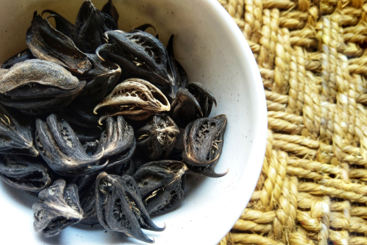 Devil’s Claw: The Key to Supporting Pet Mobility Naturally