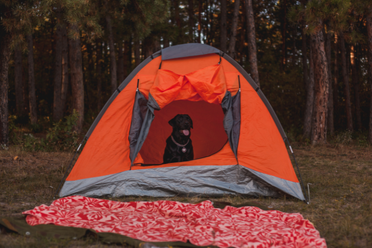 Pet-Friendly Supplies to Bring Camping with Your Dog 