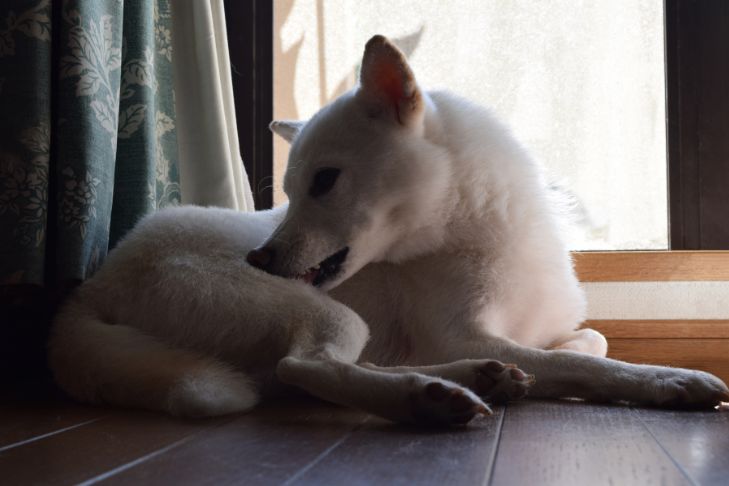 Top 5 Expert‑Backed Tips for Immediate Itchy Dog Skin Relief