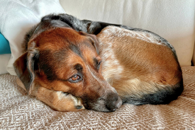How Cold Weather Affects Your Dog’s Joints (and What You Can Do to Help)