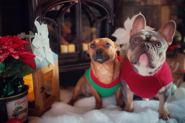 dog christmas