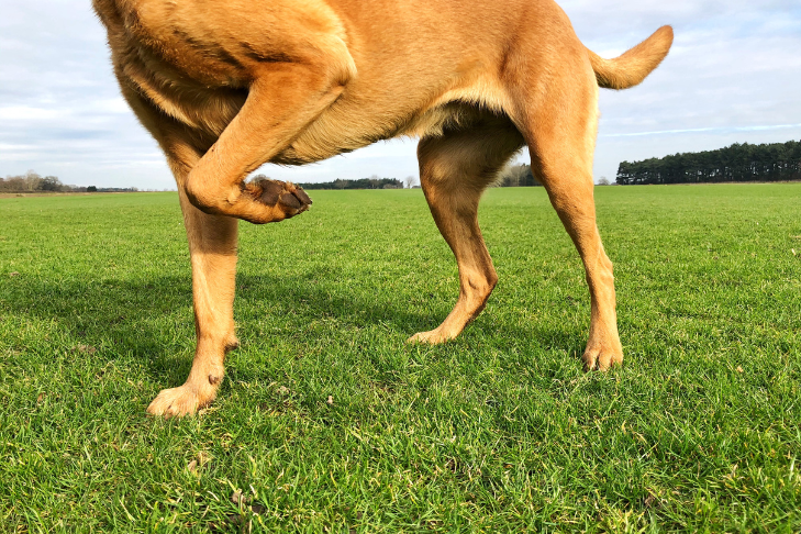Common Joint Issues in Dogs and How to Manage Discomfort