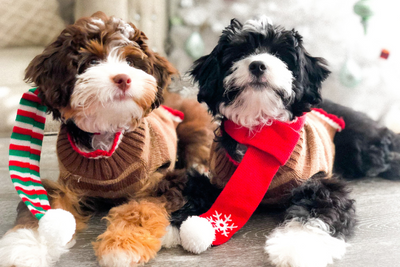 Beat the Winter Blues With These Adorable Puppy Pictures!
