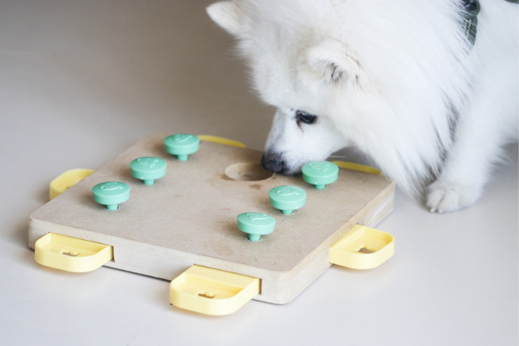 canine enrichment activity-dog puzzle