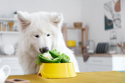7 Healthy Green Veggies Your Dog Will Love This St. Patrick's Day