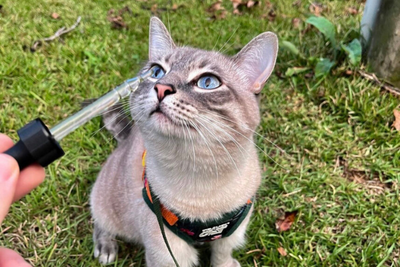 Does CBD Make Your Cat Sleepy? Understanding the Calming Effects