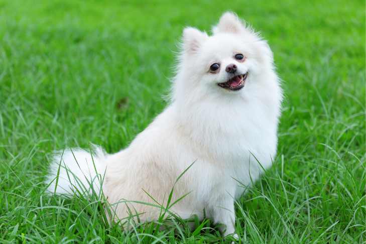 white pomeranian
