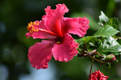 The Health Benefits of Hibiscus for Pets