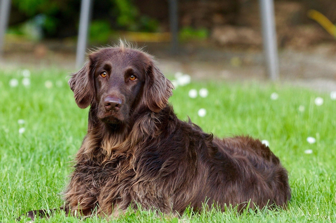 CBD and Dog Seizures: What Pet Owners Should Know
