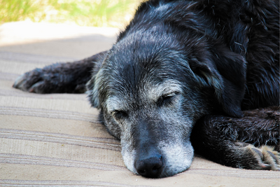 Cognitive Decline in Senior Dogs