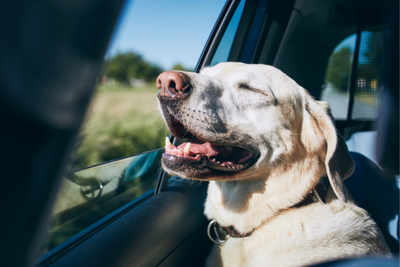 10 Summer Dog Travel Essentials