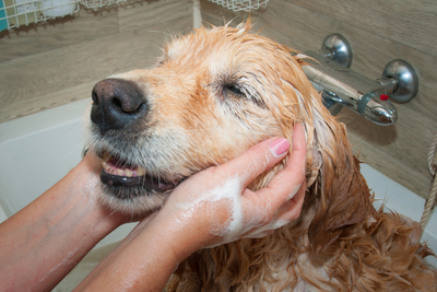 DIY Home Remedies for Itchy Dogs