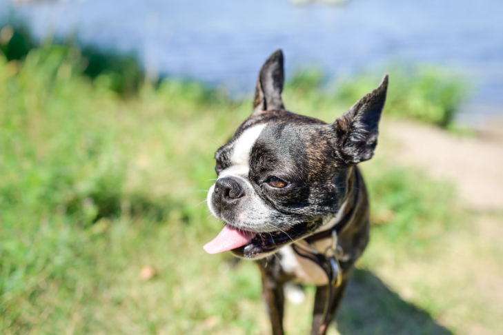 boston terrier smiling standing in grass on hill