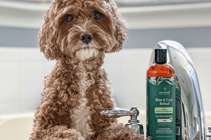 Poodle dog with Pet Releaf Shampoo