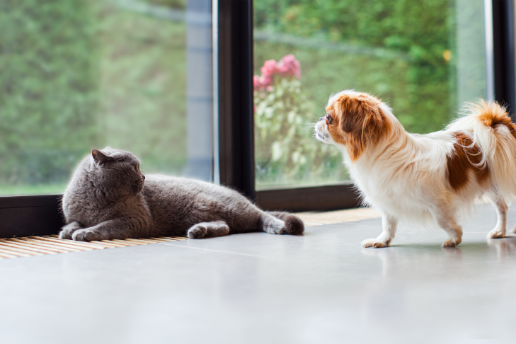 grey cat and white and brown dog home alone experiencing separation anxiety and stress because their owners are gone and they are home alone