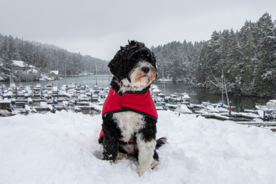 Can Snow Hurt Dogs' Feet?