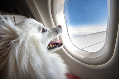 How to Fly With a Dog: Airline Regulations, Preparation, Booking Your Flight, Packing For Your Dog