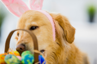 How to Create an Easter Egg Hunt for Dogs