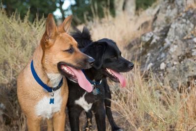 Do Dogs Sweat Like Humans? How Dogs Regulate Their Body Temperature