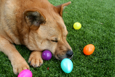 Protecting Your Pets from Easter &amp; Springtime Dangers