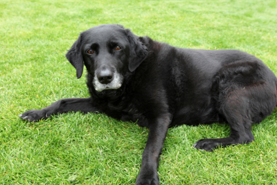 Managing Arthritis in Dogs: Tips for Improving Mobility & Comfort