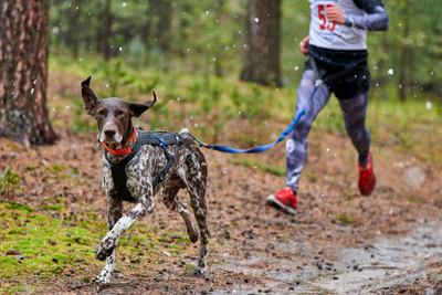 How to Complete a 5K With Your Dog – Training Guide