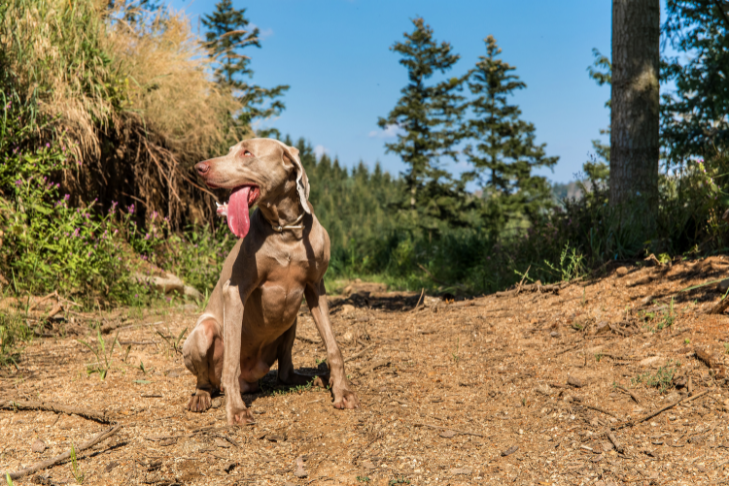 Weimaraner smiling with tongue out on a trail hike during the summer time