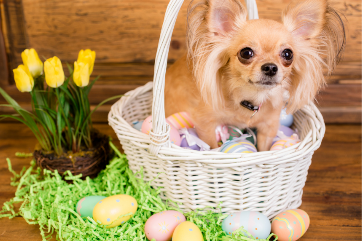 Must-Have Gifts to Make Your Pet's Easter Basket Extra Special