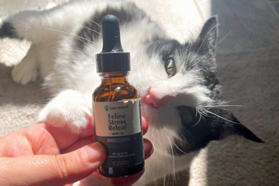 How to Administer Pet Releaf CBD Hemp Oil to Cats
