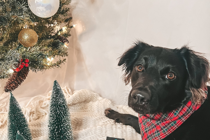 pet safety dog holidays festivities cbd hemp oil